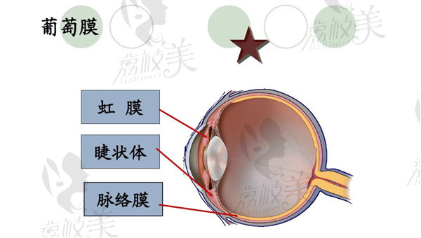 睫狀體和脈絡(luò)膜