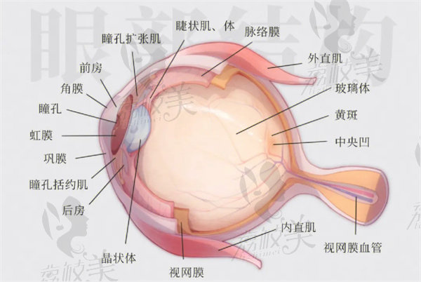 脈絡(luò)膜血管與眼部