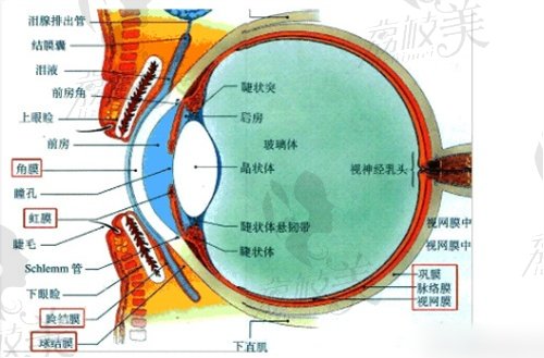 王乐今后巩膜加固术手术材料