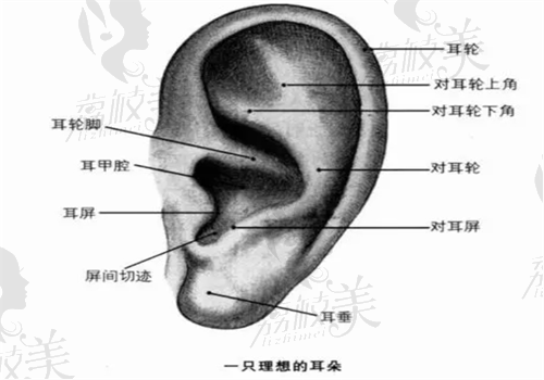 西安國醫(yī)整形醫(yī)院郭樹忠耳再造圖