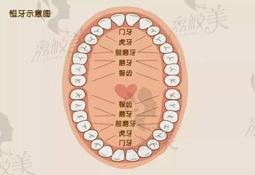 兒童恒牙示意圖