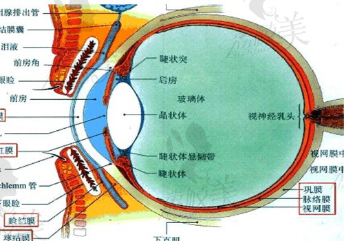 王乐今手术费用一般几万