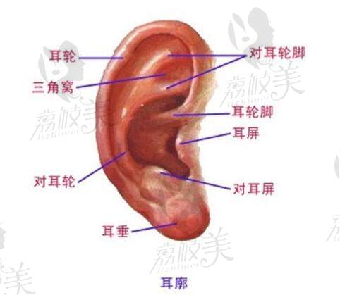 張正文耳再造費用是多少錢