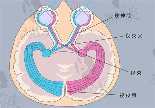 干 細(xì) 胞技術(shù)在視神經(jīng)再生中的應(yīng)用