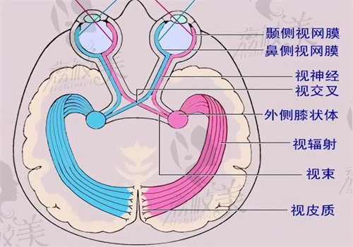 視神經(jīng)再生臨床試驗的進展與前景