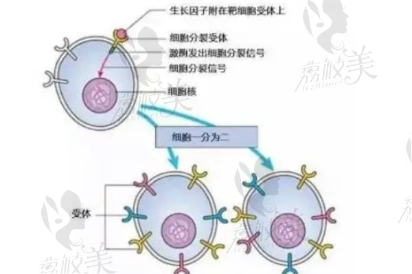 李方奇壁垒的生长因子避坑指南