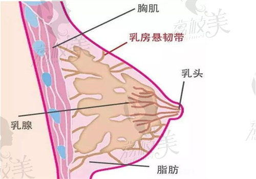 nc隆胸优势有哪些