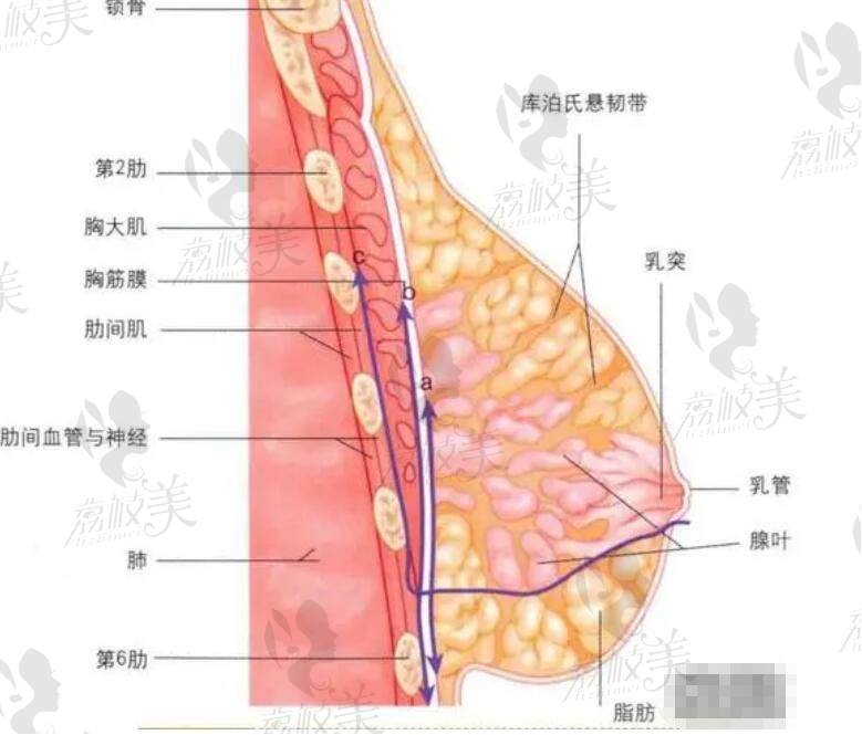 國內(nèi)自身脂肪豐胸哪個醫(yī)生好