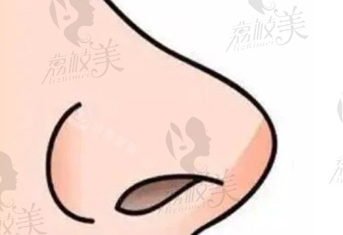 上海联合丽格范荣杰初鼻半肋综合价格