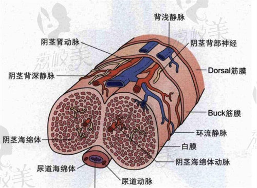 李世榮做男性生殖器延長(zhǎng)增粗手術(shù)費(fèi)用