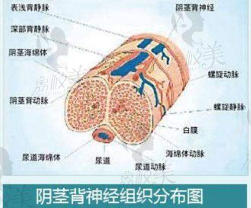 珠海韩妃医疗美容厚唇改薄的服务优势