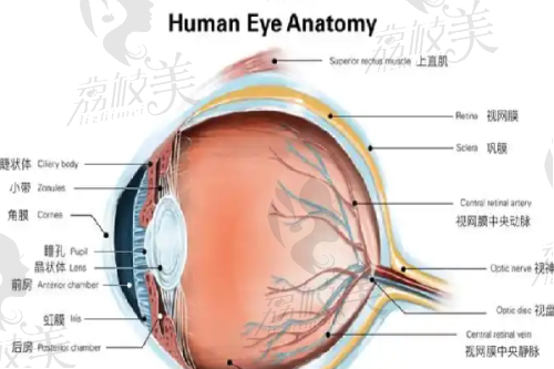 5. 重庆当代整形王旭明院长原生肋骨鼻综合：15800 元起打造自然逼真成效