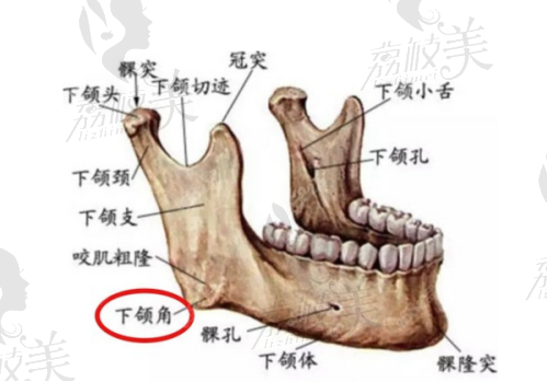 代磊医生荣誉资质: