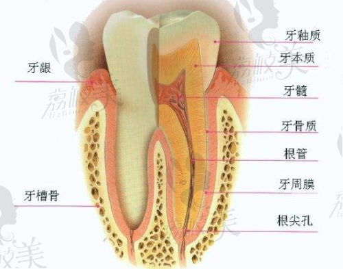 南通摩尔口腔医院根管治疗费用仅880元起·技术在线服务贴心让牙神经也喊“哇哦”