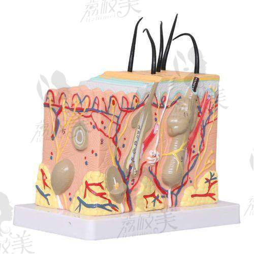 成都晶肤医疗美容连锁（大悦城院）电话号码：